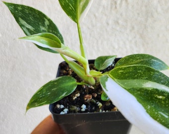 White Princess Philodendron Live Plant in 2x3 inch pot