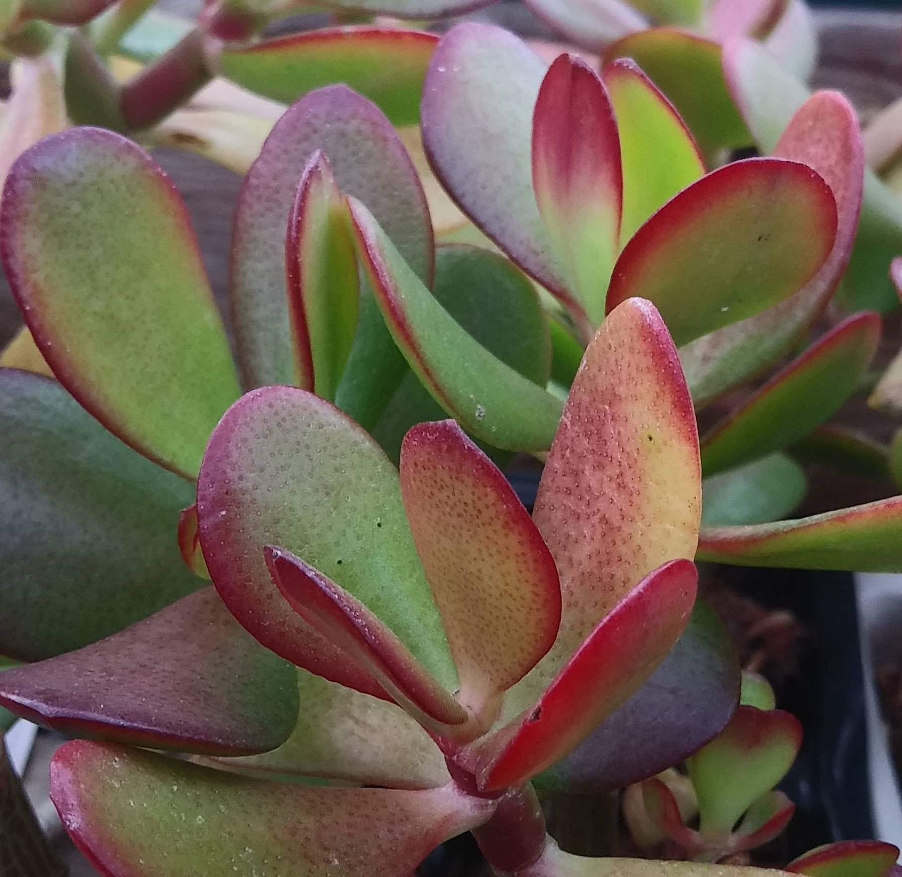Jade Plants - Crassula Ovata - 2 inch pot