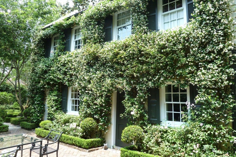 Star Jasmine Vine Plant Confederate Jasmine Etsy