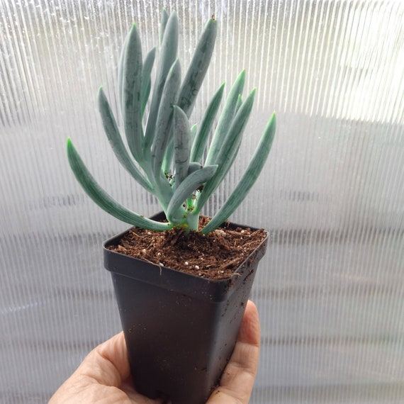 Blue Chalk Stick Blue Stick Succulent Senecio Mandraliscae Etsy Singapore