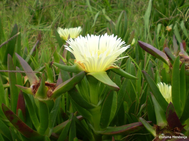Highway Ice Plant Unrooted cuttings Carpobrotus edulis