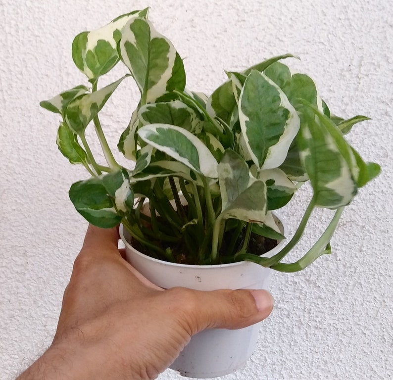 Pothos N Joy Pothos Marble Queen Pothos Silver Satin Etsy