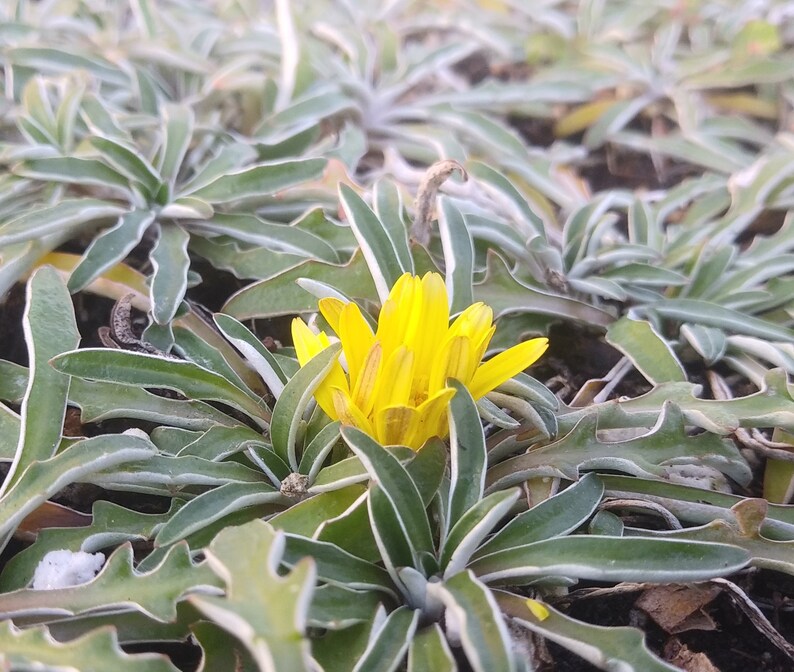 Dymondia Margaretae Silver Carpet Ground Cover Plant Etsy