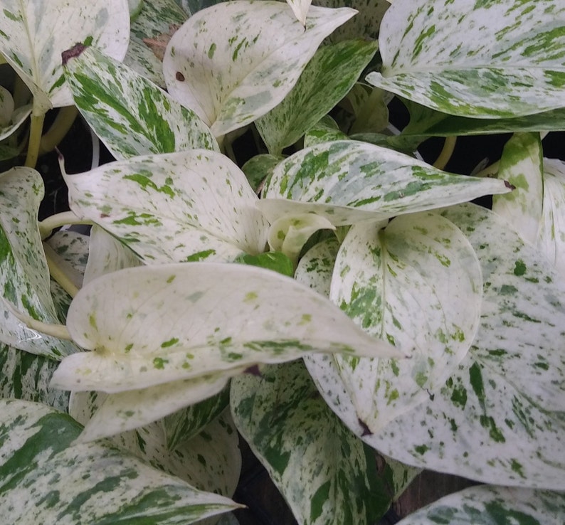 Pothos N Joy Pothos Marble Queen Pothos Silver Satin Etsy