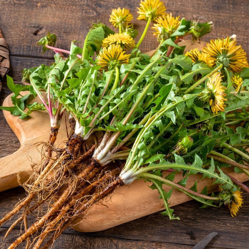 Roasted Dandelion Root • Taraxacum officinale • All-Natural Coffee Alternative • Caffeine-Free • Zero Additives or Preservatives image 2