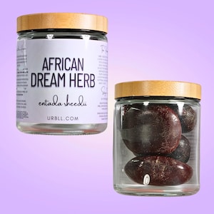 African Dream Seed • Entada rheedii • Lucid Dreams • All-Natural • Ethically Sourced • Whole Seeds in Glass Jar for Dreamwork & Ritual Use