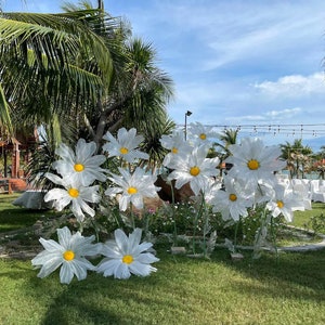 Daisy Giant Flowers set 15 plants