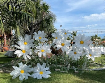 Daisy Giant Flowers set 15 plants
