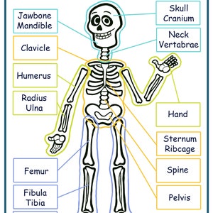 Printable Skeleton Activity Pack Coloring Page Kids Learning - Etsy