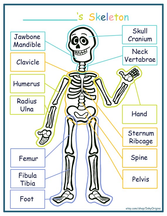 Bones Facts For 3Rd Graders At Erin Mackenzie Blog Bones Facts For 3Rd Graders At Erin Mackenzie Blog