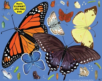 Mariposas Ciclo de vida clipart conjunto con 6 especies de mariposa
