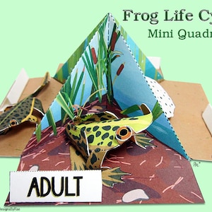 May include: A pop-up card depicting the life cycle of a frog. The card is open, revealing a green frog in the adult stage, a tadpole, and a froglet. The card is labeled "Frog Life Cycle Mini Quadrama" and "Adult".