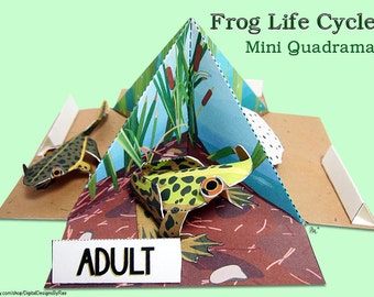 Frog Life Cycle Mini Quadrama Educational Paper Toy Model
