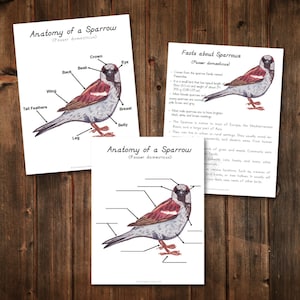 Anatomy of a Sparrow