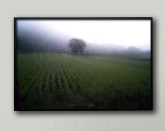 JEWELED DECEPTION, Dewy Spider Web, Nature Photography, Fine Art Photo, Wall Decor, Cobweb Photo, Chic Art