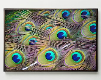 Estampado de coloridas plumas de pavo real, arte mural natural