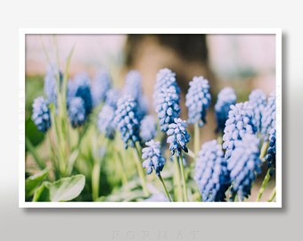 Delft Blue Hyacinth Fine Art Photo, Spring Flower Print