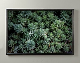 Echeveria Succulent Garden Fine Art Photo Print