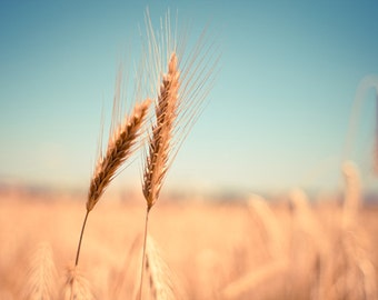Golden Wheat Field Print, Farmhouse Wall Art