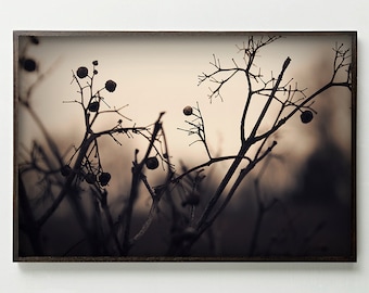 RAMAS DE INVIERNO, Impresiones De Naturaleza, Decoración De Otoño, Fotografía Sepia, Decoración De Invierno, Fotos De Exterior, Decoración Monocromática, Estampado De Silueta, Arte Mural