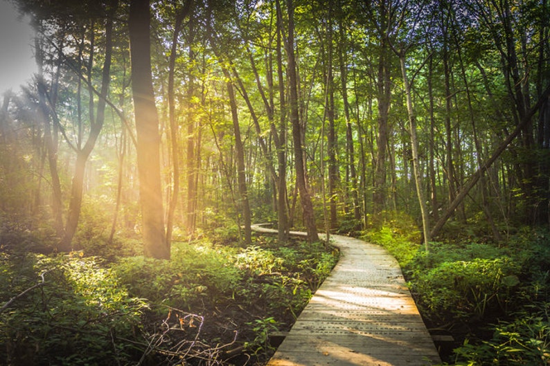 HEAVENLY PATH, Nature Photography, Walk in the Woods, Into the Wild, Forest Path, Motivational 