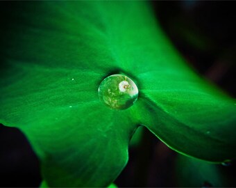 Fotografía de un diente de león con hojas verdes reflejadas, arte mural de naturaleza.