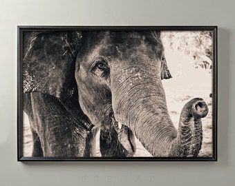 TROMPA DE ELEFANTE Grabado, Arte Animal, Arte Mural, Zoología, Zoología, Reino Animal, África, Decoración De Pared, Estampado De Elefante, Safari, Arte Infantil,