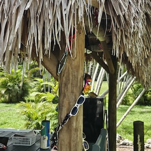 May include: A vertical wooden post under a thatched roof structure features a collection of various sunglasses hanging from it. The eyewear includes frames in red, white, black, and pink, with lenses in dark, reflective, and colorful tints.