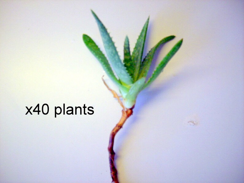 40 Aloe Vera Plants Seeds Trees Organic Bare Root 7-8 Inches from our farm