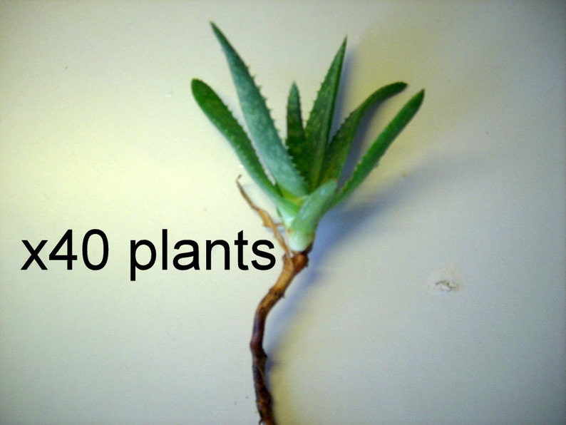 40 Aloe Vera Plants Trees Organic large Plant Bare Root 3-4 Inches from our farm