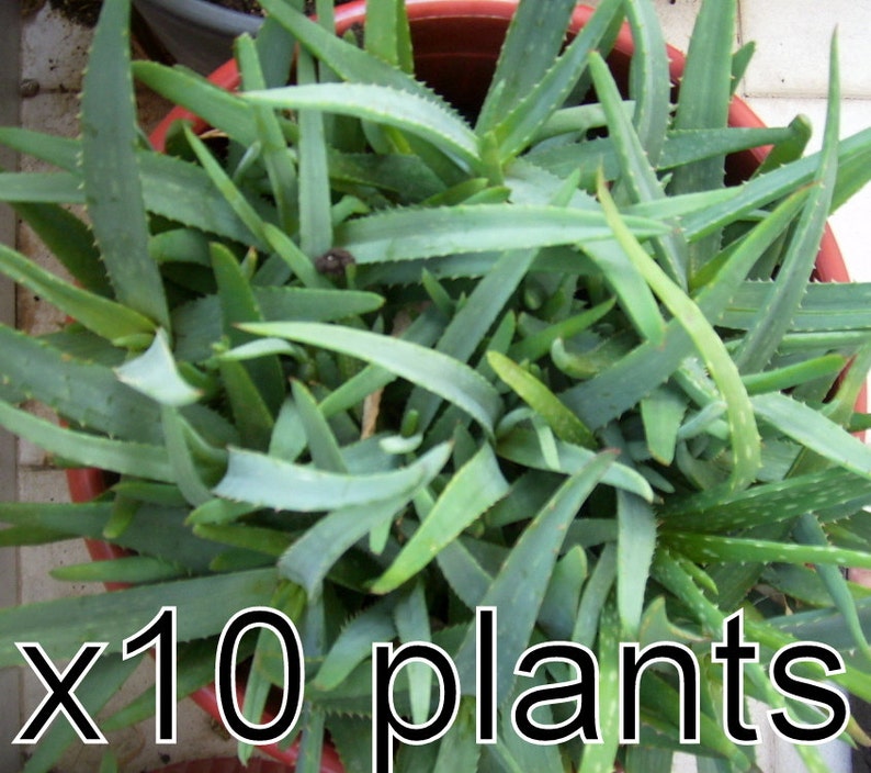 10 Aloe Vera Plants Seeds Baby Trees Organic Bare Root 5 6 Etsy