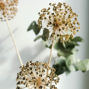 Può includere: Teste di fiori di allium essiccati con grappoli sferici di piccoli baccelli color marrone chiaro con centri neri scuri, attaccati a steli sottili, dritti e marrone chiaro, accompagnati da foglie di eucalipto verde tenue in un contenitore bianco.