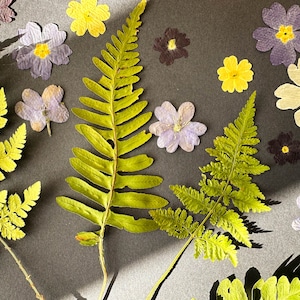 20 petites fleurs pressées, véritable mélange de fleurs de primevère séchées, fleurs pressées à sec, bijoux en résine, fabrication de cartes, artisanat floral, feuilles de fougères pressées