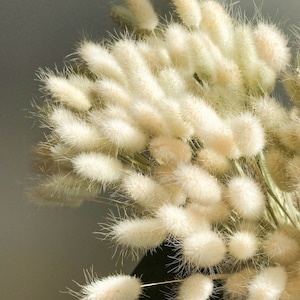 Lagurus Bunny Tails 50pcs – Soft Dried Grass for Bouquets, Rustic Wedding Decor, Cottage Floral Arrangements, Neutral Home Styling