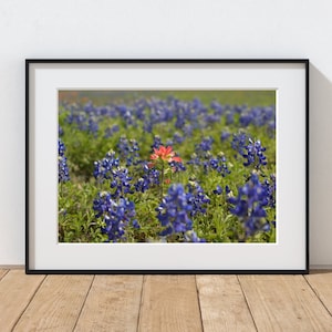 Spring decor, Texas bluebonnet print, Texas photography, Indian paintbrush photo, wildflower wall art
