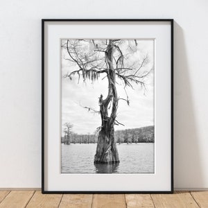 Caddo Lake Print: Black and White Cypress Tree Photography, East Texas Wall Art