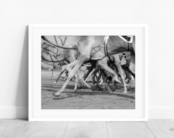 black and white Middle East photography, camel print, Dubai photography, UAE wall print