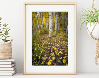 Colorado Fall Colors Photography, Large Wall Art, Aspen Trees Photo Print, Rocky Mountains Landscape Nature