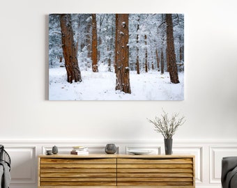 Colorado Winter Print, Snowy Forest Scene, Large Winter Wall Art, Boulder Colorado Photo, Pine Trees Canvas