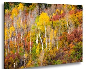 Muurdecoratie met esdoorns uit Colorado, fotografie van esdoornbomen, print van een esdoornbos in de herfst, herfstlandschap, kunst van de bergen van Colorado