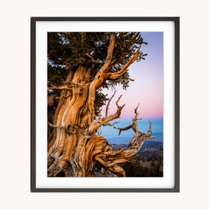 Knoestige boom zonsondergang print – Oude Bristlecone dennenbos fotografie – Californië witte bergen landschap muurkunst
