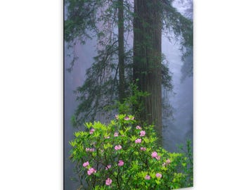 Redwood National Park Art – California Travel Photography – Giant Redwoods Print