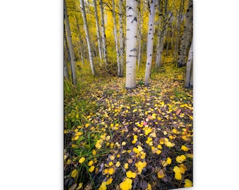 Aspen Colorado Autumn Landscape Print – Golden Aspen Forest – Fall Wall Art – Photo on Paper, Canvas, Metal, Acrylic