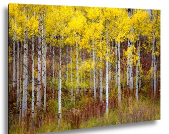 Aspen Tree Art – Golden Autumn Nature Photography – Aspen Colorado Landscape – Photo on Paper, Canvas, Metal, Acrylic