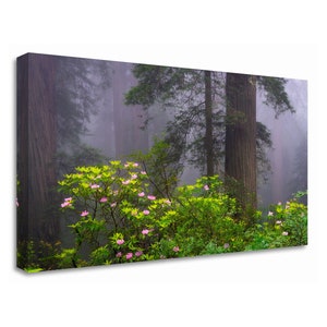 Del Norte Coast Redwoods – Redwood Forest Print – Foggy Nature Photography with Rhododendrons – California Wall Art