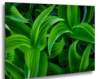 Hellebore Print – Plant Lovers Gift – Botanical Wall Art – Framed or Unframed – Photo on Paper, Canvas, Metal, Acrylic