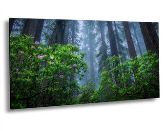 Redwoods Forest Print – Panoramic Redwood Tree Photo – Large Nature Canvas – Del Norte Coast – Photo on Paper, Canvas, Metal, Acrylic
