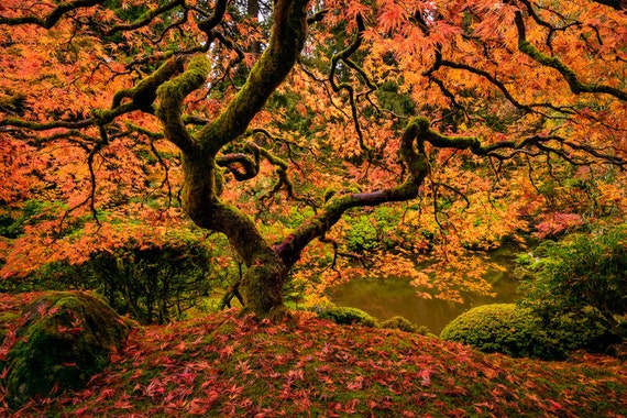 Fine Art Fotoabzuge Portland Japanese Garden Ahorn Herbst Etsy