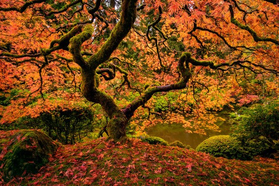 Fine Art Fotoabzuge Portland Japanese Garden Ahorn Herbst Etsy