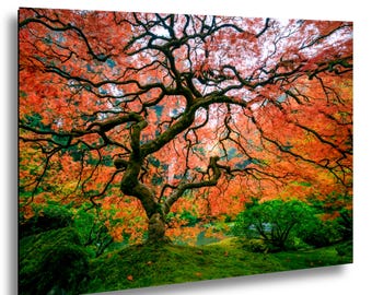 Beautiful Maple Tree – Portland Japanese Garden – Photo on Paper, Canvas, Metal, Acrylic